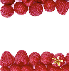 Image showing Double Border of Raspberries 