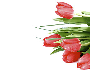 Image showing Red Spring Tulips