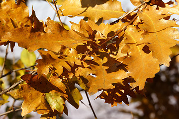 Image showing autumn golden oak leaves