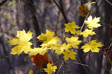 Image showing maple leaves in woodland