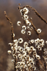 Image showing wild mountain plants