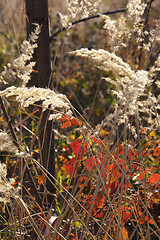 Image showing wild mountain plants