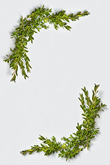 Image showing Vertical corner frame from evergreen leaves twigs.