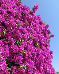 Image showing Bougainvillea in blossom 