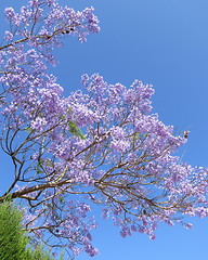 Image showing Tree with blue flowers