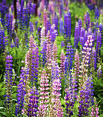 Image showing Blooming Colorful Lupines