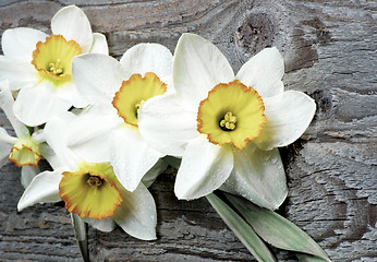 Image showing Spring White Daffodils