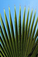 Image showing Green Palm Leaf