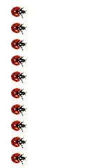 Image showing Lady Bird In A Row