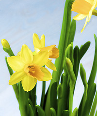 Image showing Wild Yellow Daffodils