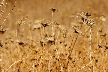 Image showing wild mountain plants