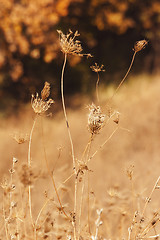 Image showing wild mountain plants