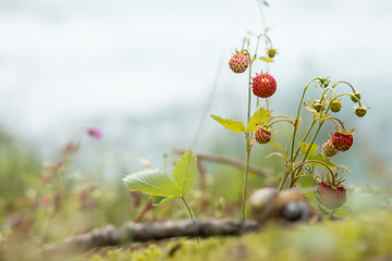 Image showing Berry of ripe strawberries close up. Nature of Norway