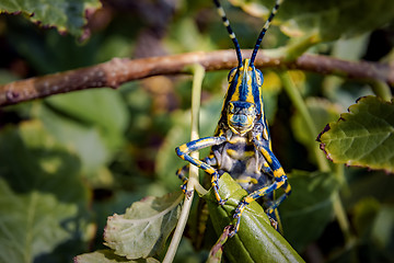 Image showing Aularches miliaris is a monotypic grasshopper species of the gen