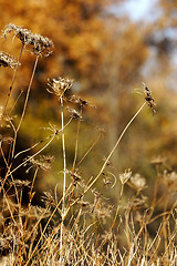 Image showing wild scrubland plant