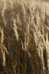 Image showing wild mountain plants