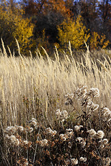 Image showing wild mountain plants