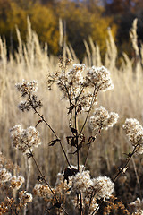 Image showing wild mountain plants