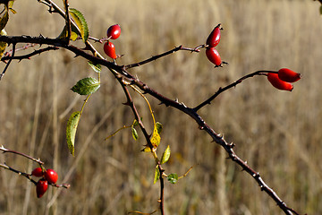 Image showing wild rose hip berries