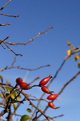 Image showing wild rose hip berries