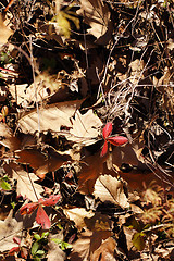 Image showing colorful fall leaves