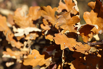 Image showing autumn golden oak leaves