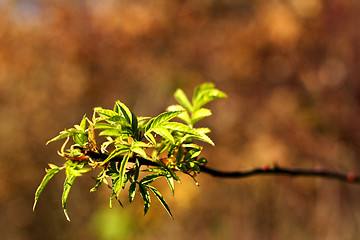 Image showing green leaves in autumn