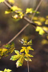 Image showing close up of autumn leef