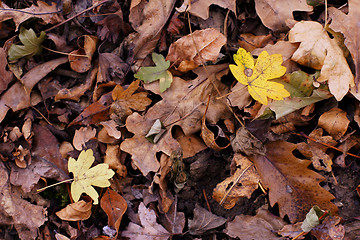 Image showing colorful fall leaves