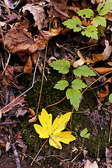 Image showing colorful fall leaves