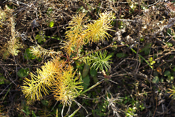 Image showing wild plant on mountainside