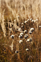 Image showing wild mountain plants