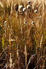 Image showing wild mountain plants