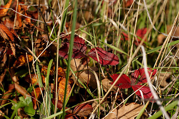 Image showing colorful fallen leaves in grass