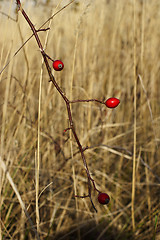Image showing wild rose hip berries