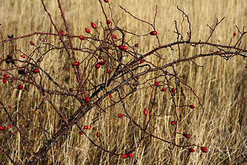 Image showing wild rose hip berries