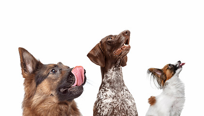 Image showing Close-up head shots of four happy and smiling dogs of different breeds