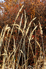 Image showing wild mountain plants