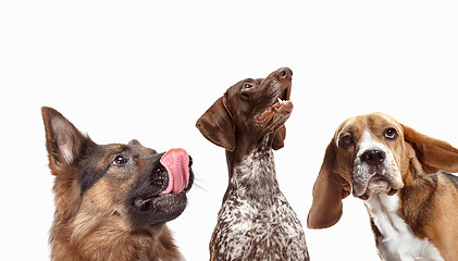 Image showing Close-up head shots of four happy and smiling dogs of different breeds