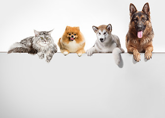 Image showing Row of cats and dogs hanging their paws over a white banner.