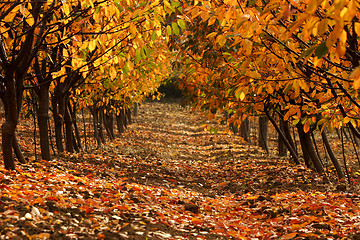 Image showing autumn