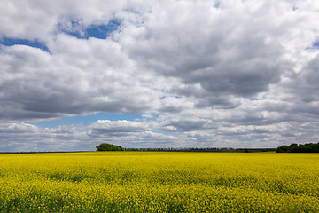 Image showing Yellow rapeseed fields on a background of cloudy sky.