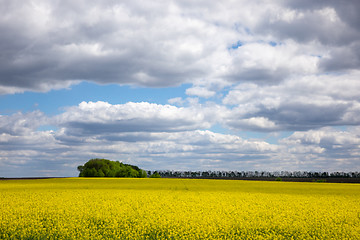 Image showing Natural landscape background with flowering rapeseed plant.