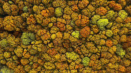 Image showing Top view of above natural forest landscape in the autumn time.