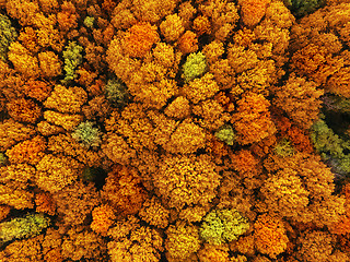 Image showing Natural fall background in an yellow and red colors and leaf texture.