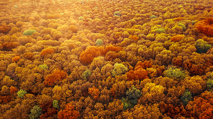 Image showing Panoramic view of autumn bright forest in an yellow and red colors.