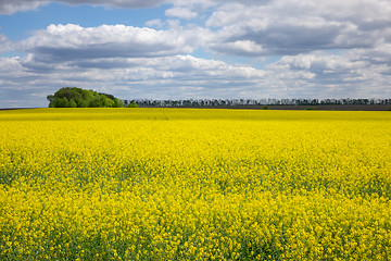 Image showing Agricultural lands with yellow plants of rapeseed on a cloudy sky.