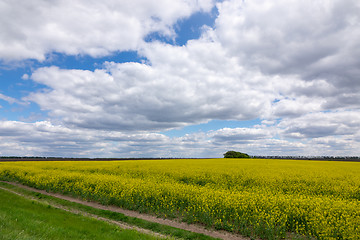 Image showing Rapeseed field with dirt road along agricultural land.