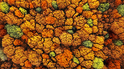 Image showing Aerial top view of autumn forest as natural background.