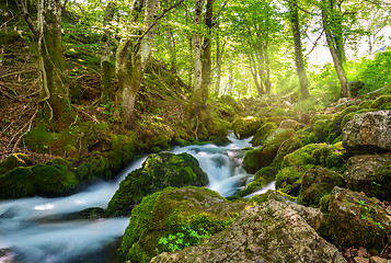 Image showing Mountain river Tara